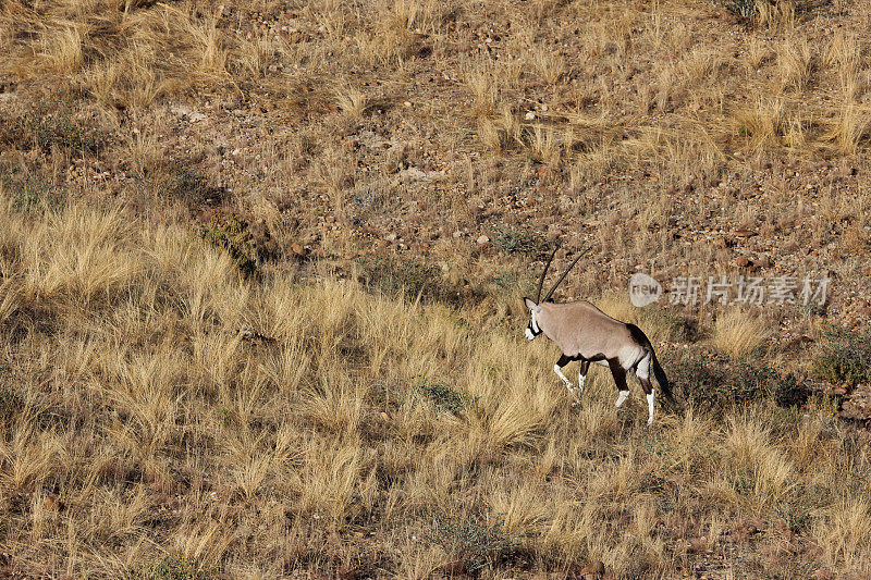 纳米比亚:纳米比亚- naukluft国家公园里的羚羊